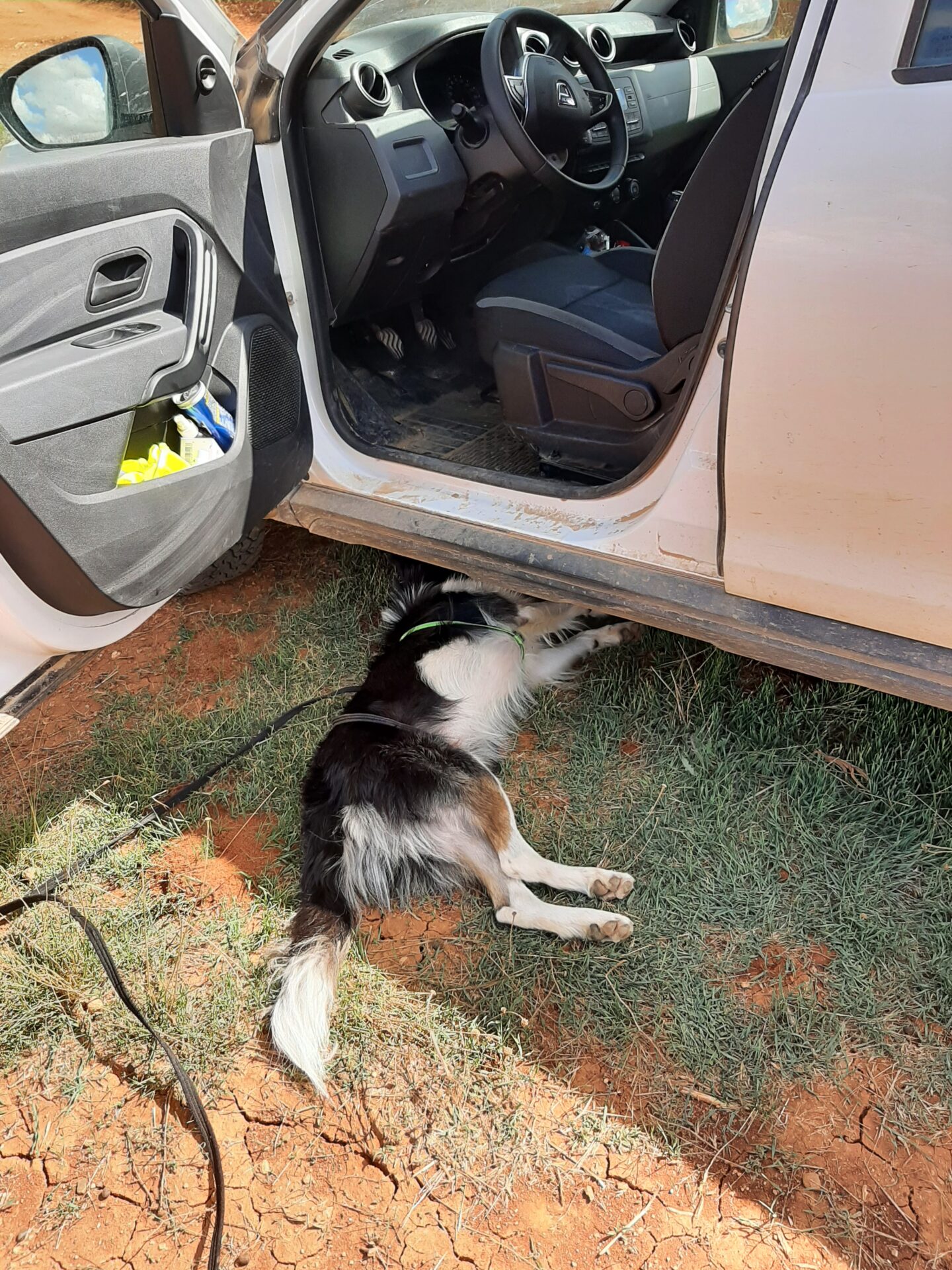 Falco tumbado junto al coche a la sombra con la cabeza debajo del coche