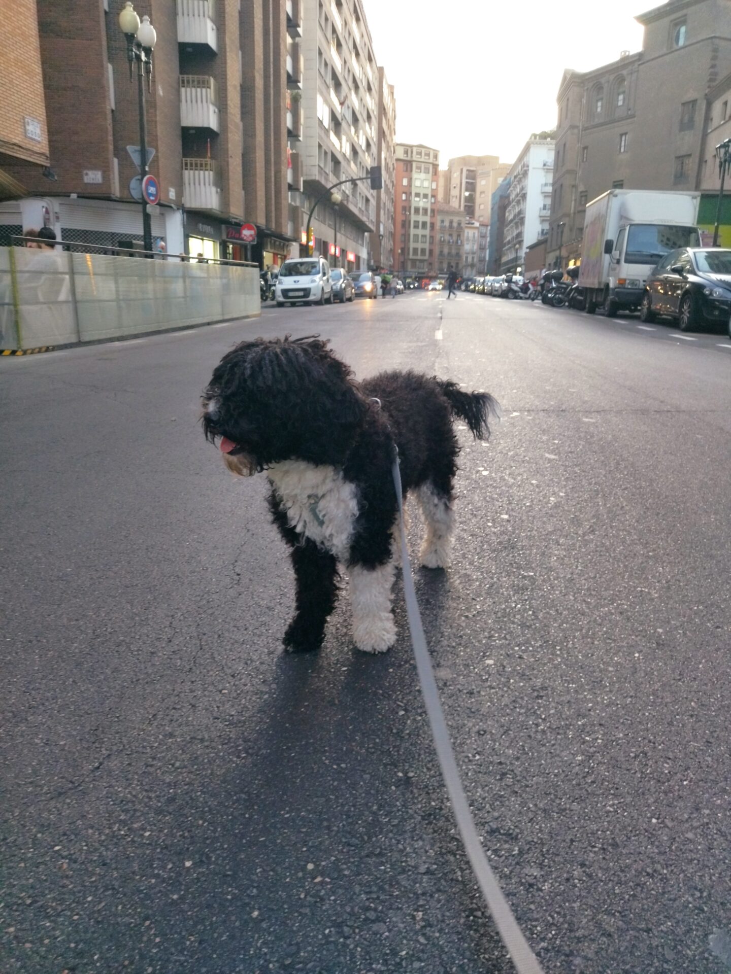 Tiza paseando con su correa larga y arnés cómodo