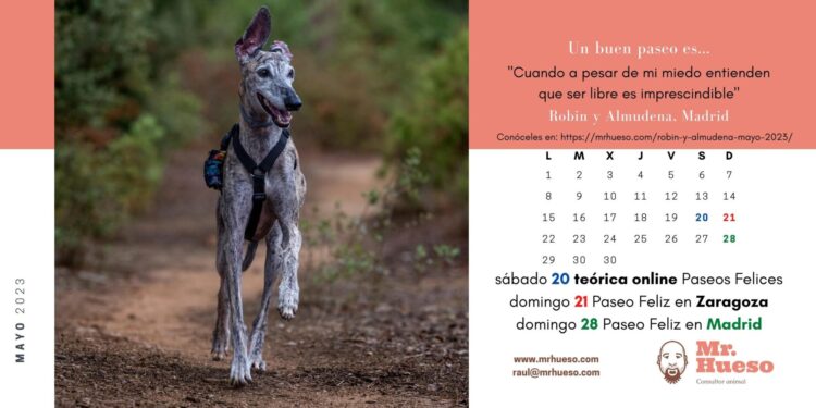 Robin es un galgo que está corriendo suelto, protagonista del mes de mayo 2023