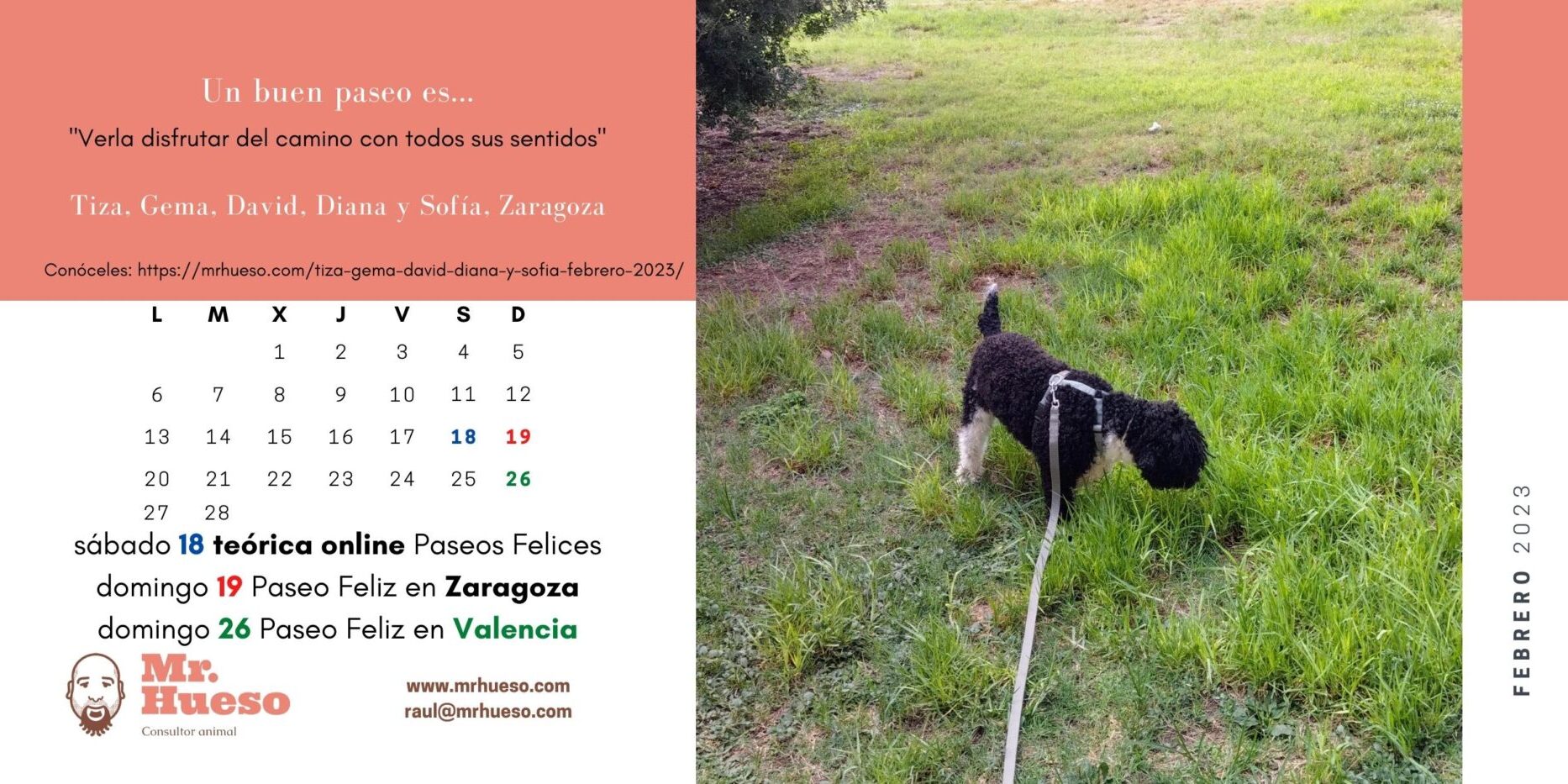 Tiza, perra de aguas negra y blanca, paseando en el parque, junto al calendario de febrero 2023