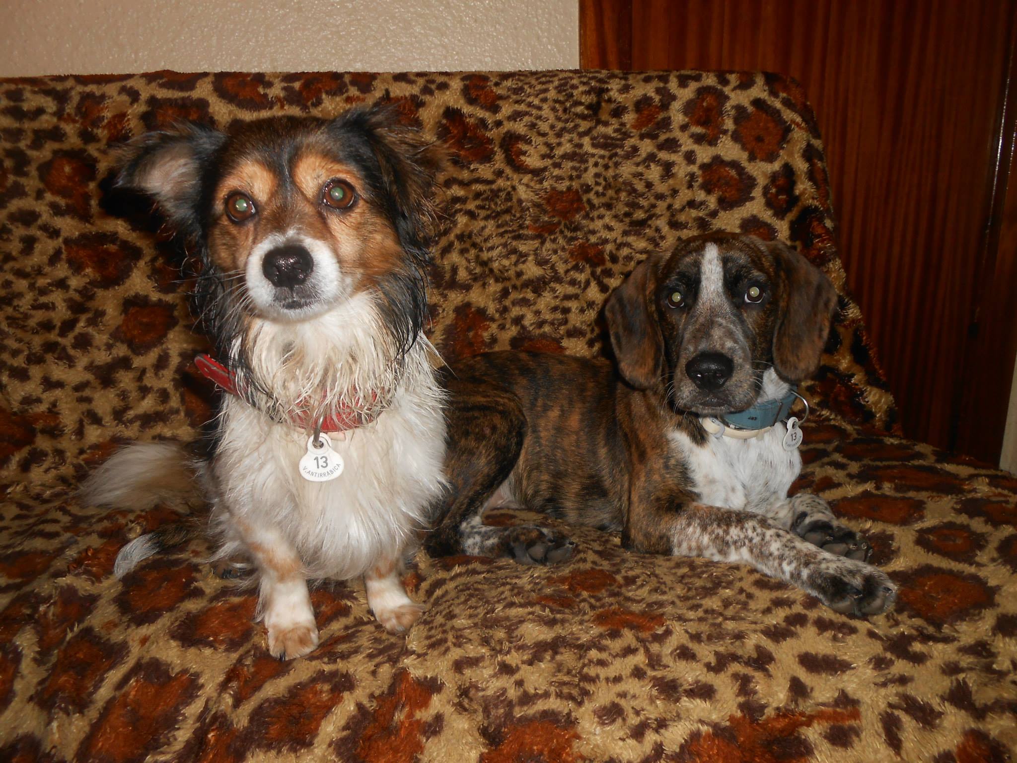 Los dos perros juntos en el sofá