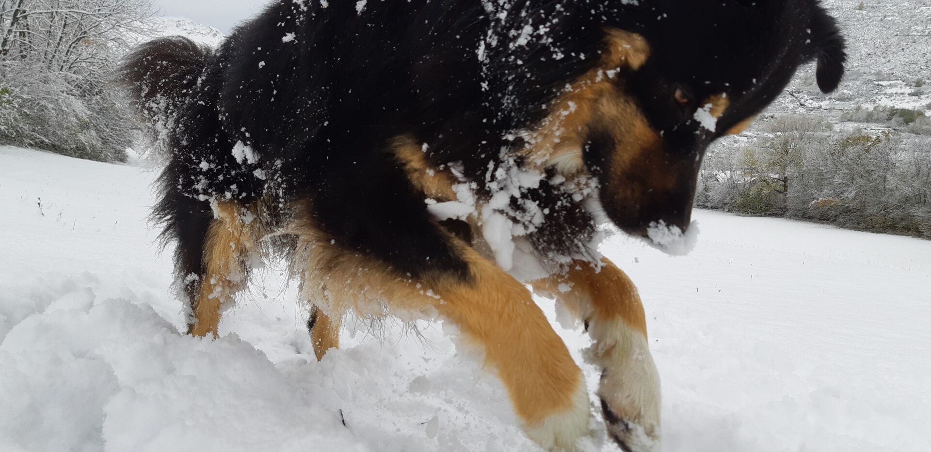 Yuki jugando en la nieve