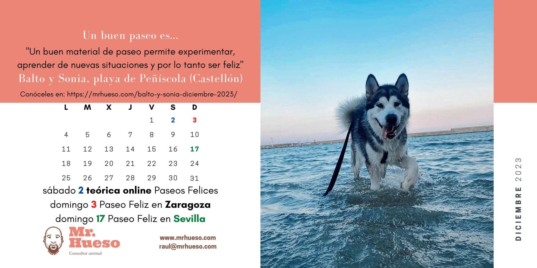 Balto corriendo por la orilla de la playa con arnés y correa. Junto al calendario de diciembre