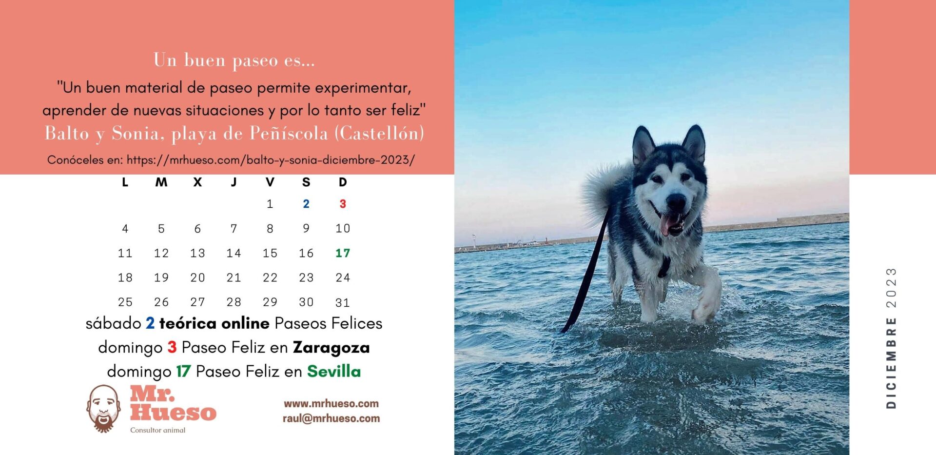 Balto corriendo por la orilla de la playa con arnés y correa. Junto al calendario de diciembre