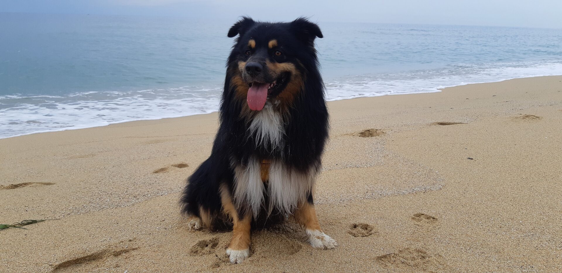 Yuki en la playa