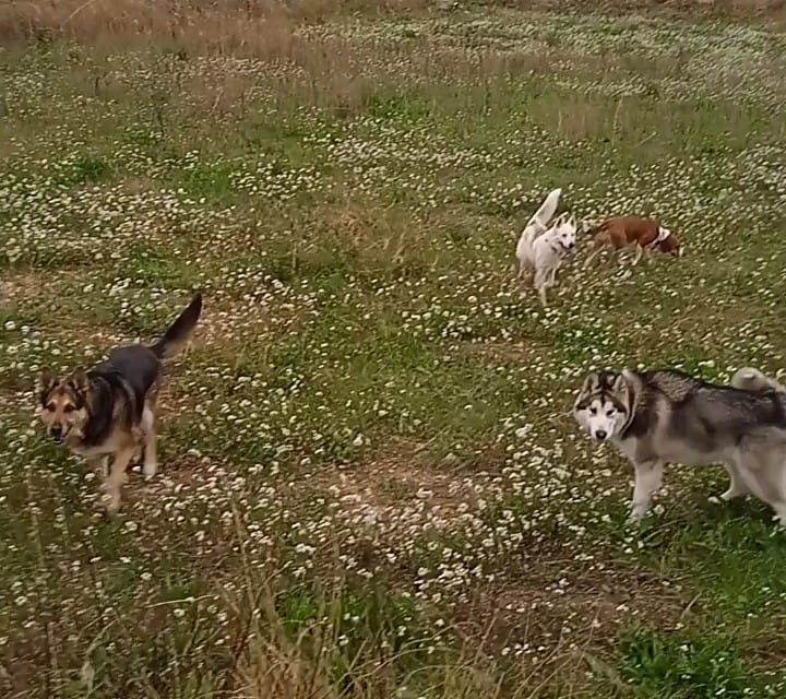 Balto y sus amigos en un paseo