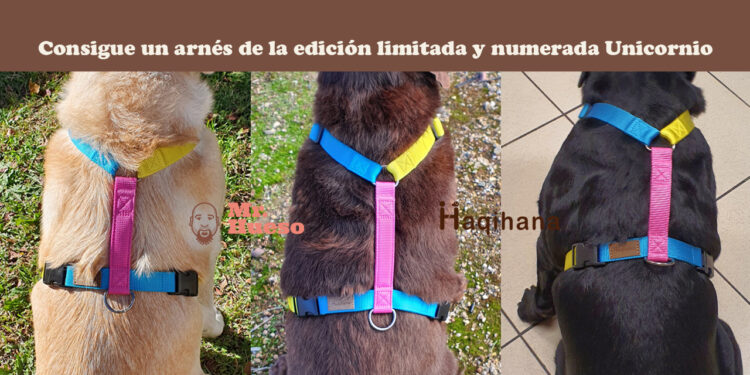 portada en la que aparecen tres labradoras, de los tres colores, llevando arneses Unicornio de Haqihana que les quedan genial a todas