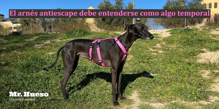 Galga negra llamada Valentina con arnés antiescape rosa, con el título del artículo y el logo de Mr. Hueso