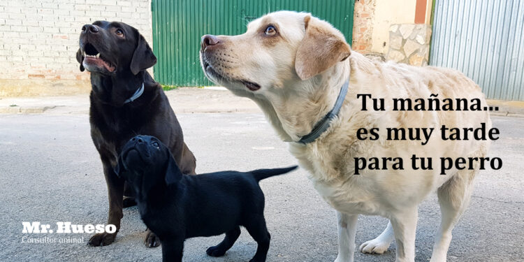 Rumba, Salsa y Peca, con el título del artículo y el logo de Mr. Hueso