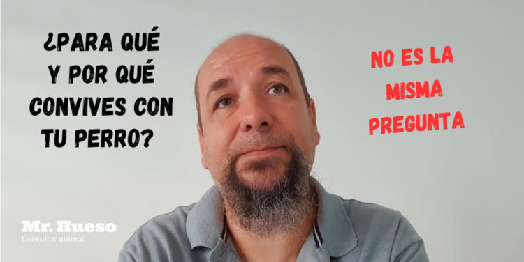 Para qué y por qué convives con tu perro, Mr. Hueso