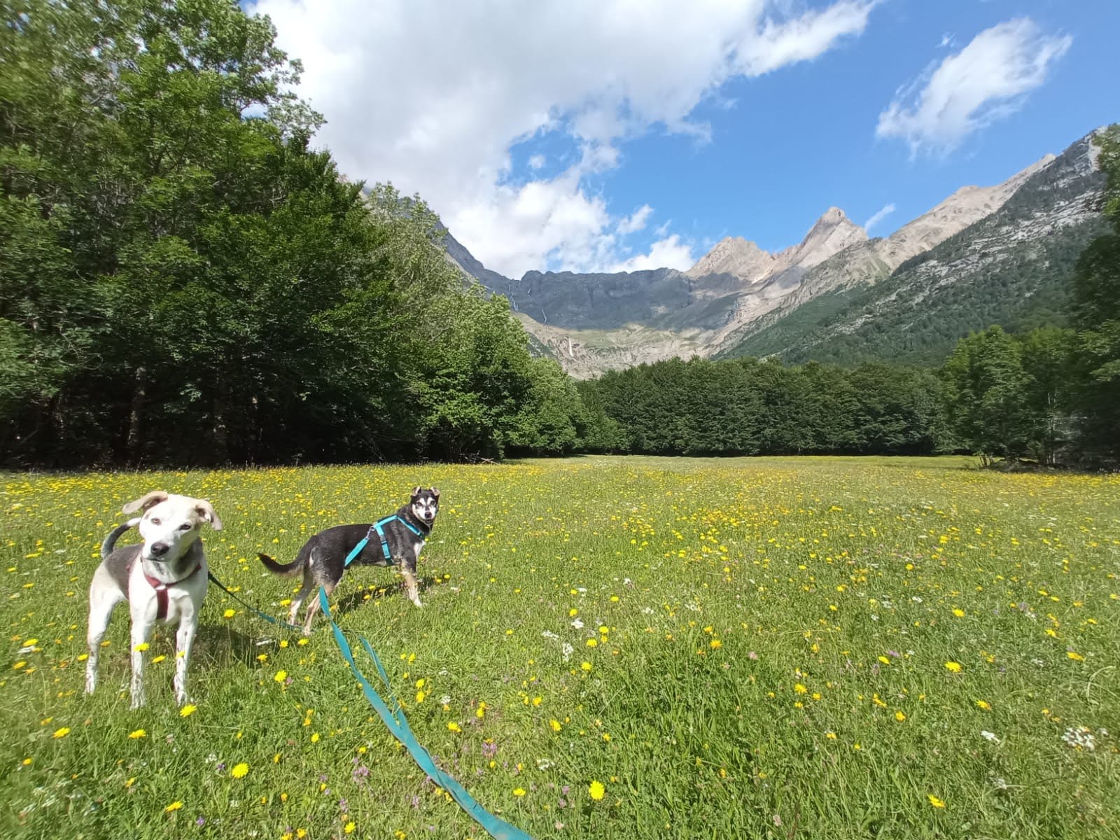 Sira y Chato por la montaña, zona de pasto verde