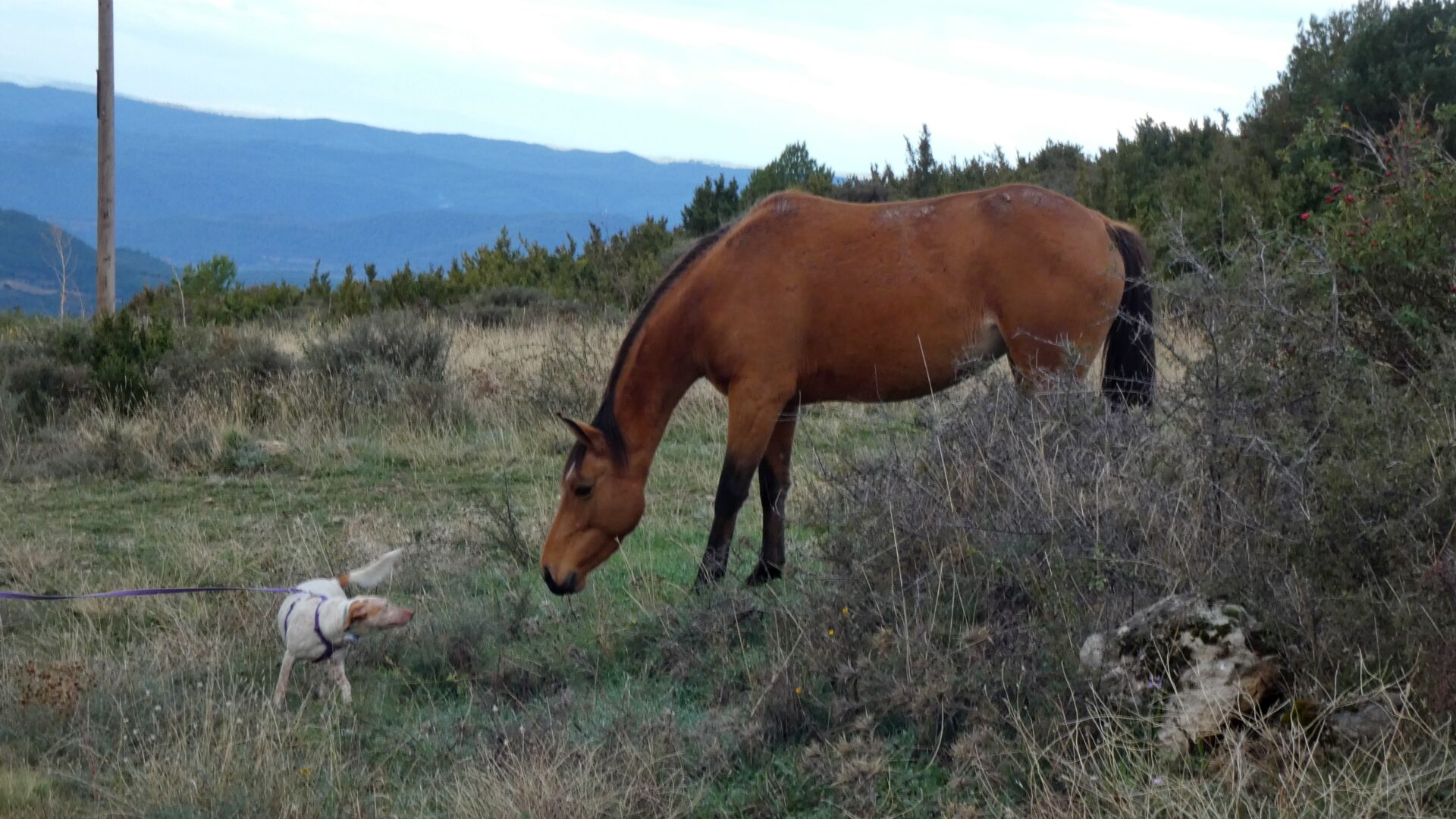 Ara saludando a un caballo suelto en un paseo por la montaña