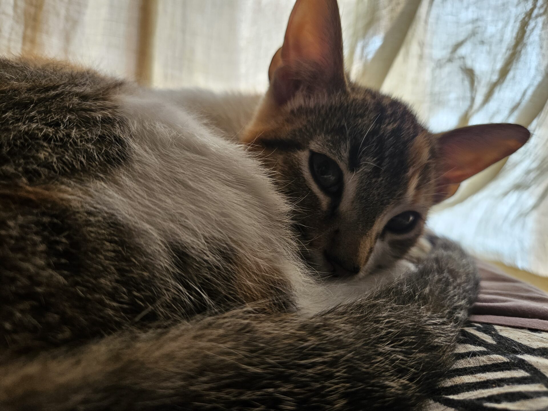 Lola es una gata tricolor, está tumbada hecha un ovillo y mirando a cámara