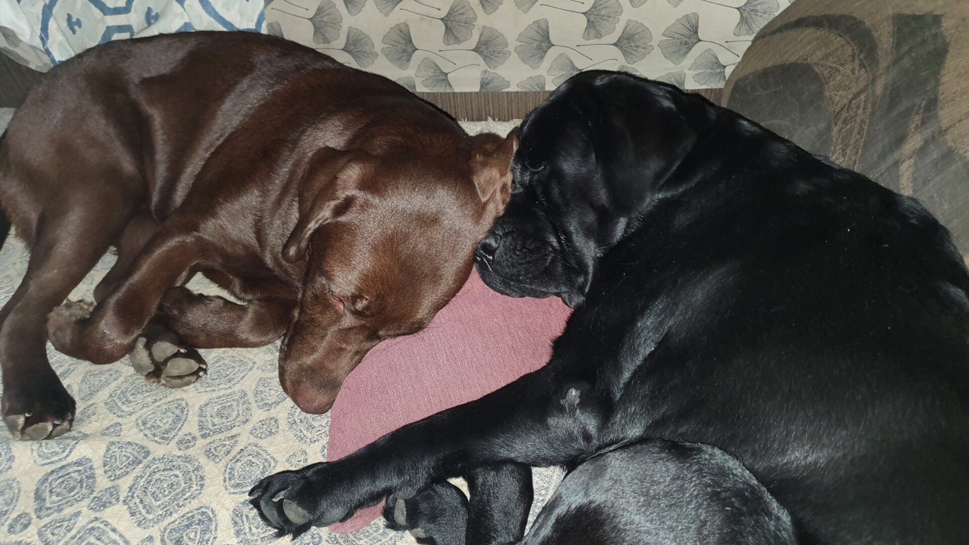 Cuca y Peca, labradora chocolate y negra respectivamente, durmiendo juntas en el sofá