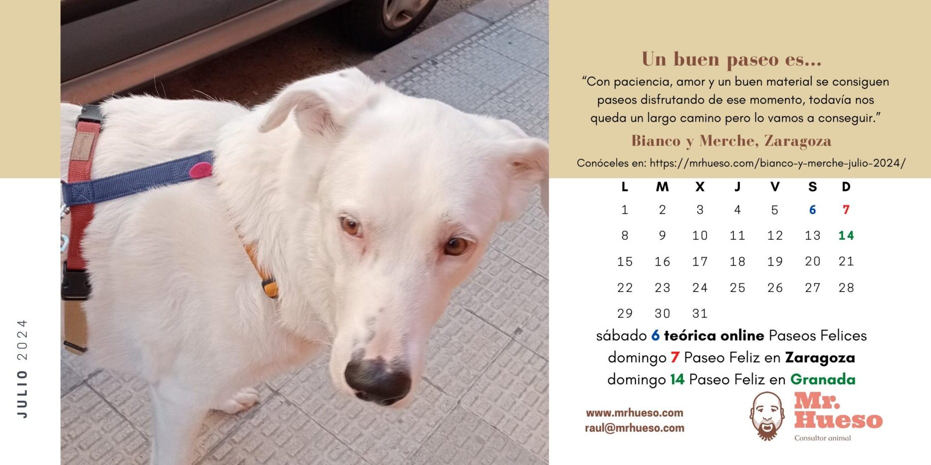 Bianco es un mestizo de mastín y labrador, de color blanco y ojos despigmentados, protagonista del mes de julio