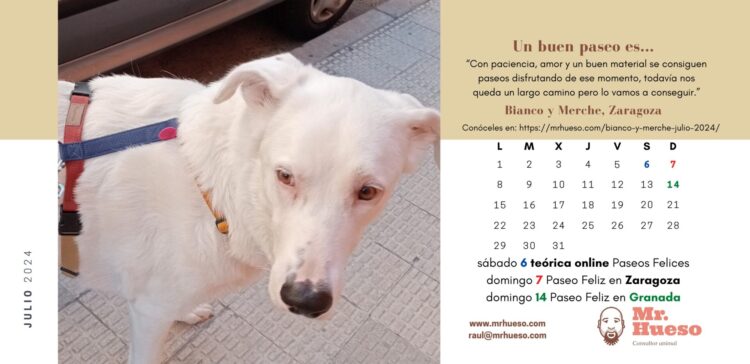 Bianco es un mestizo de mastín y labrador, de color blanco y ojos despigmentados, protagonista del mes de julio