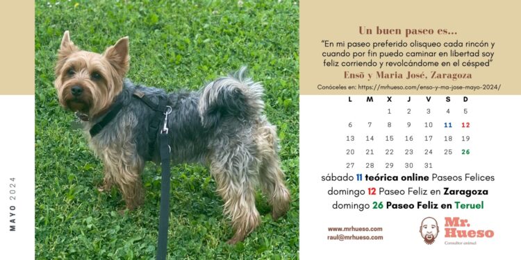 Enso es un yorkshire protagonista del mes de mayo en nuestro Calendario Mr. Hueso 2024
