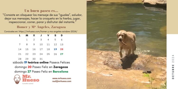 Homer protagoniza el mes de octubre y le vemos disfrutando de un día de baños, que le encantan