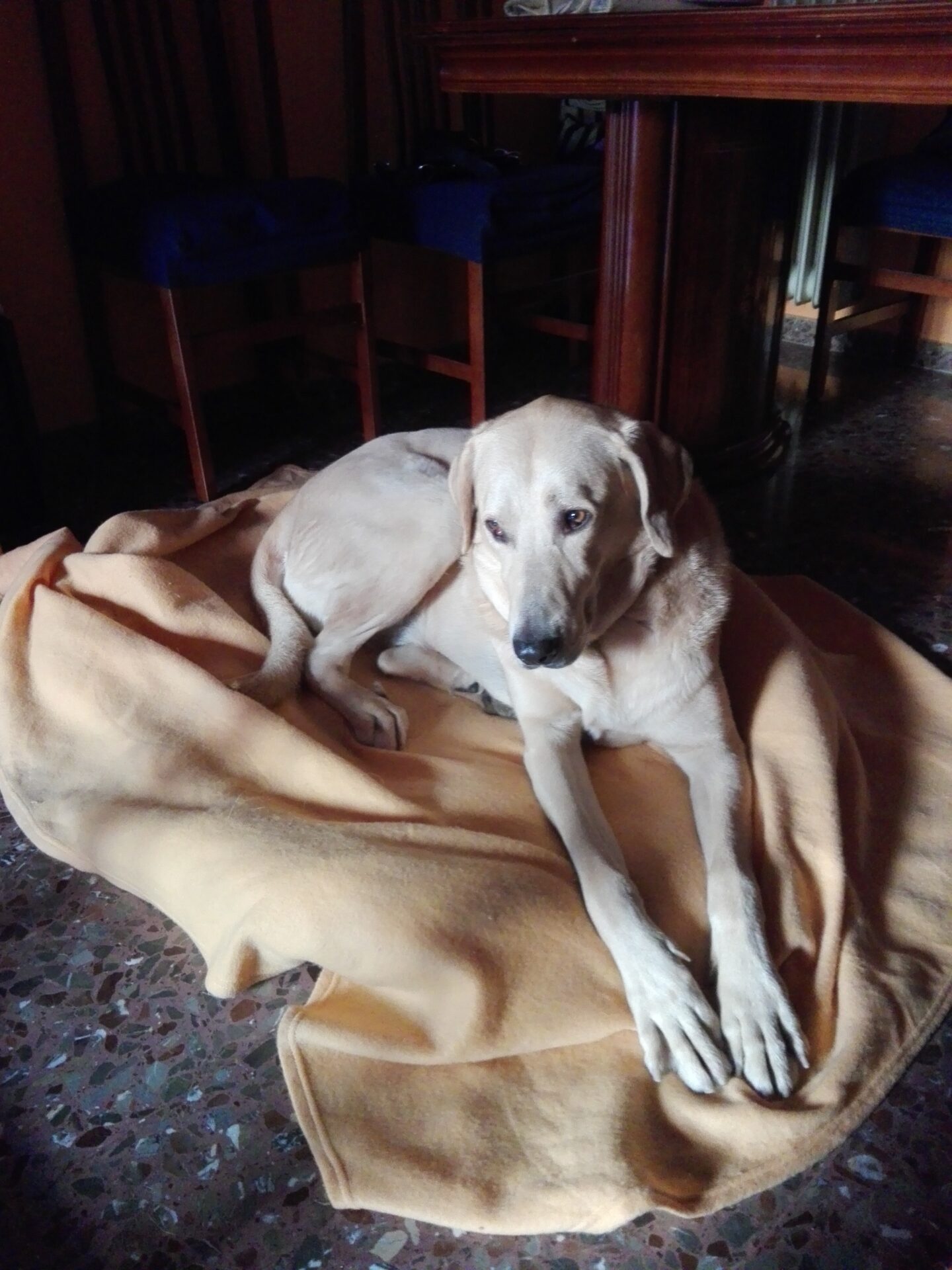 Kika en su casa, tumbada en una manta