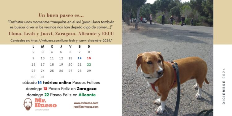 Lluna es una mestiza de sabueso, paseando con arnés vino y correa negra junto al calendario de diciembre de 2024