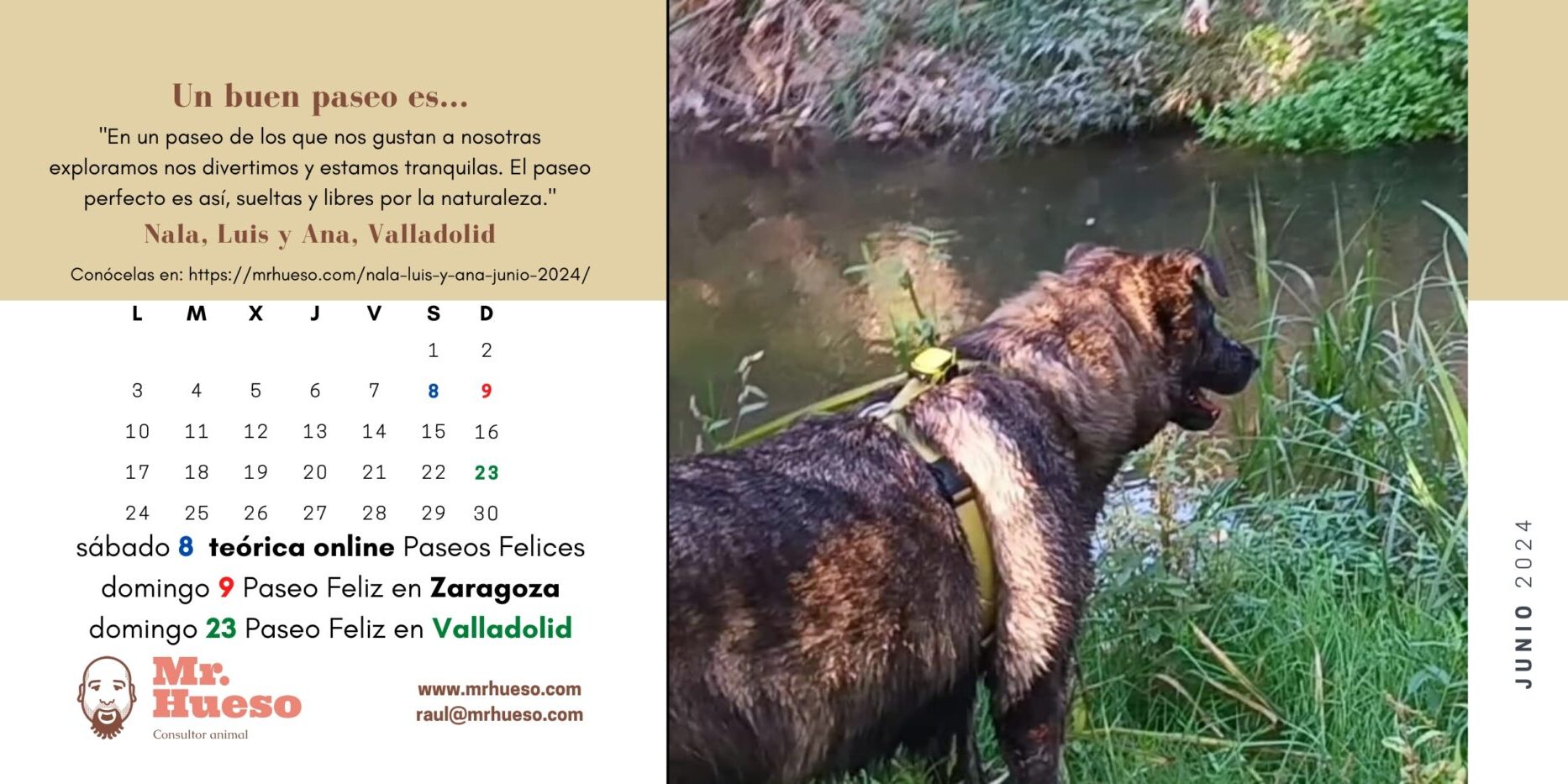 Nala, Luis y Ana, junio Calendario Mr. Hueso 2024 página de junio del Calendario Mr. Hueso 2024, con Nala como protagonista y paseo grupal en Valladolid