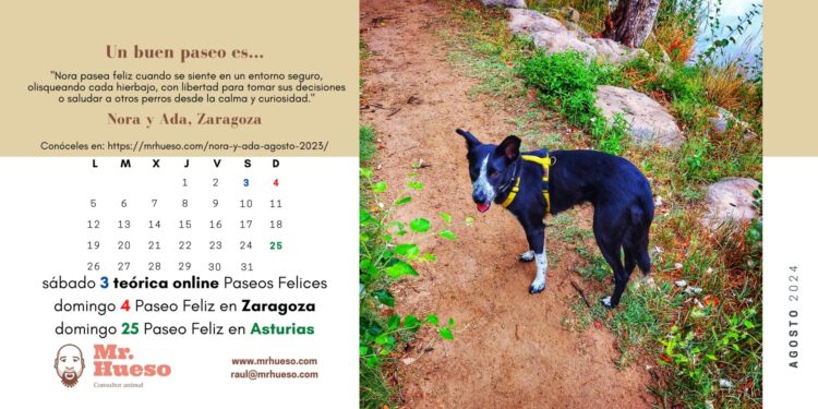 Nora es la protagonista del mes de agosto en nuestro calendario 2024, está paseando por el campo con arnés amarillo