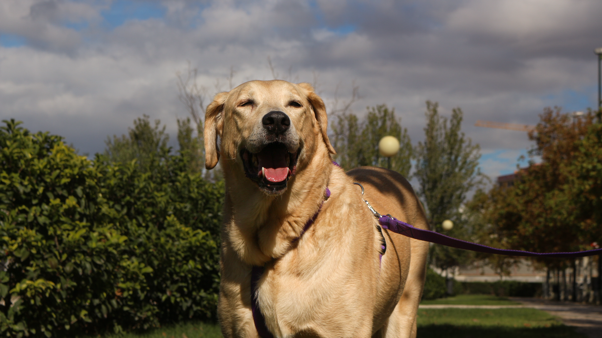 Kika feliz en un paseo