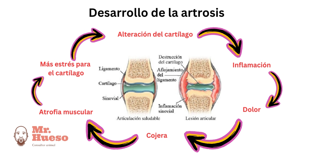 Círculo vicioso de la artrosis, con todas sus fases y cómo se van perjudicando