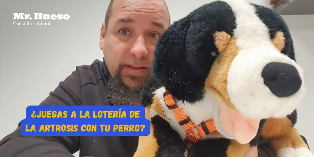 portada del artículo y del vídeo en YouTube, Raúl de Mr. Hueso con un peluche de un perro para mostrar visualmente cómo afectan los arneses a las articulaciones