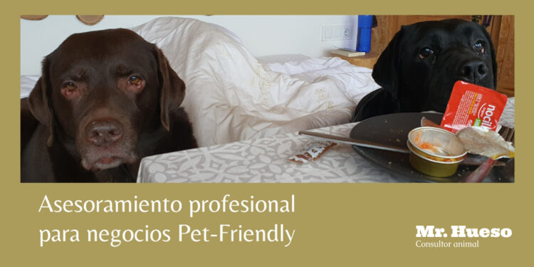 Aparecen Salsa y Peca en un alojamiento Pet-Friendly encima de la cama y observando los restos del desayuno