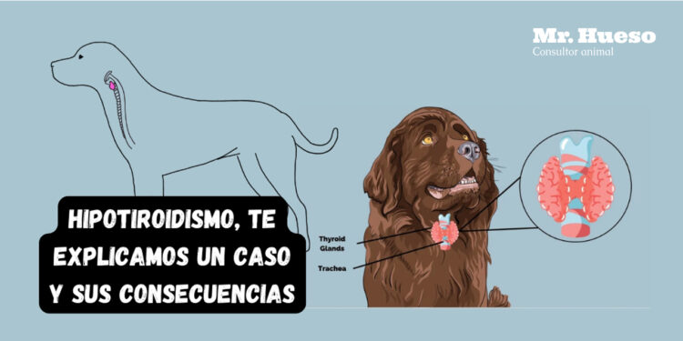 portada hipotiroidismo, aparecen dos imágenes de perros, señalando dónde está y cómo es la glándula tiroides