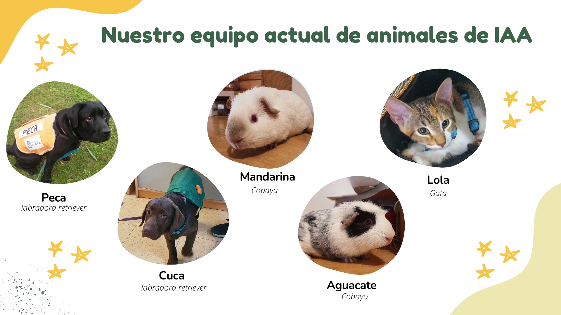 Aparecen nuestros animales: perras, gata y cobayas