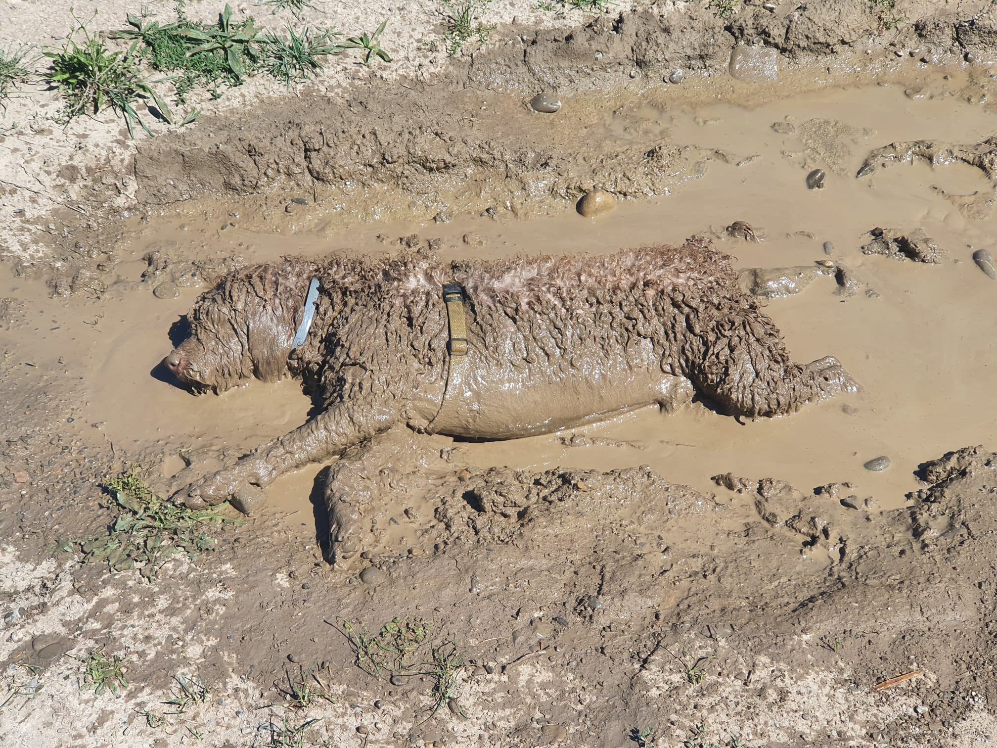 Taz dándose un baño de barro