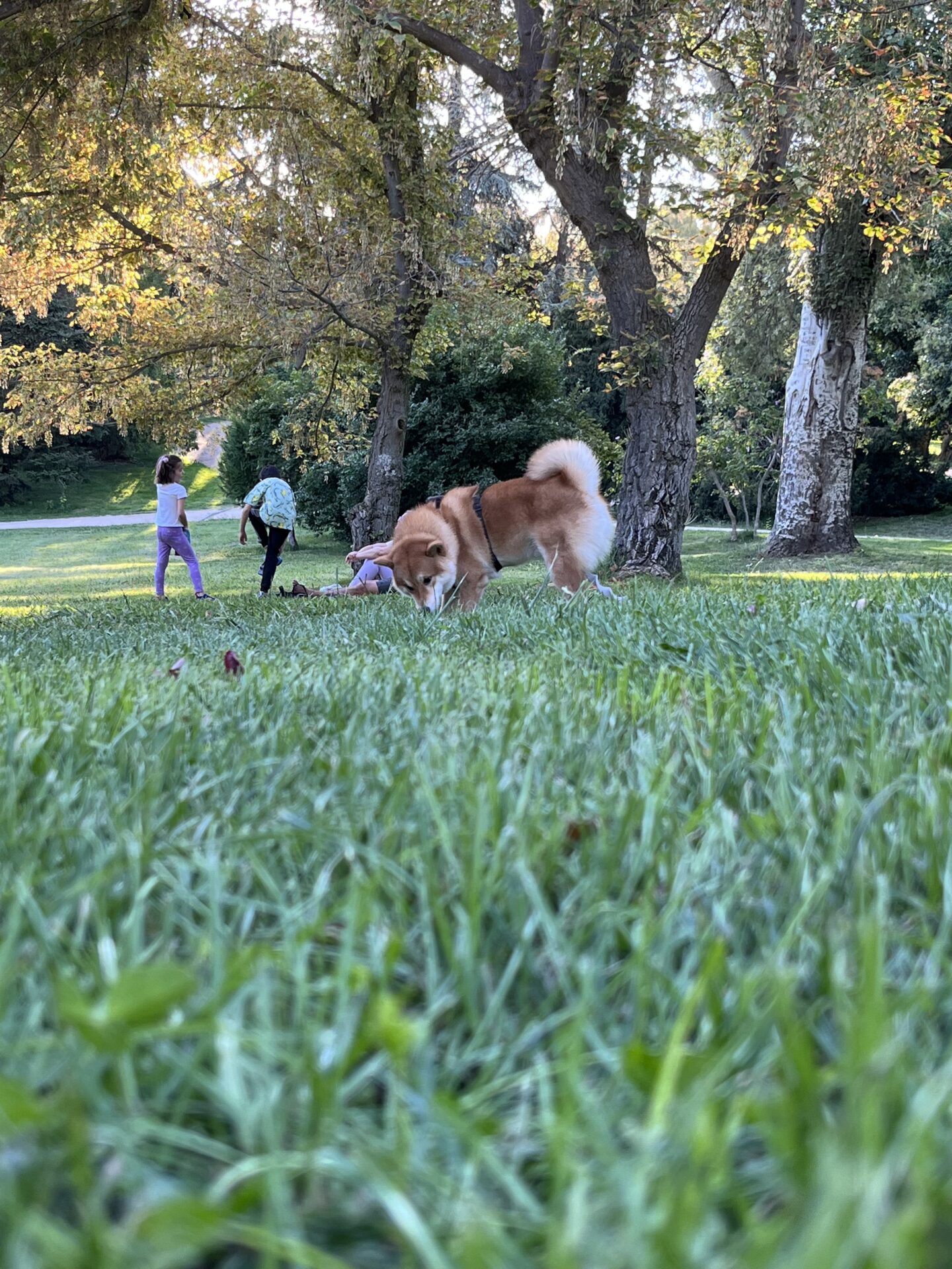 Teo en un paseo por el parque