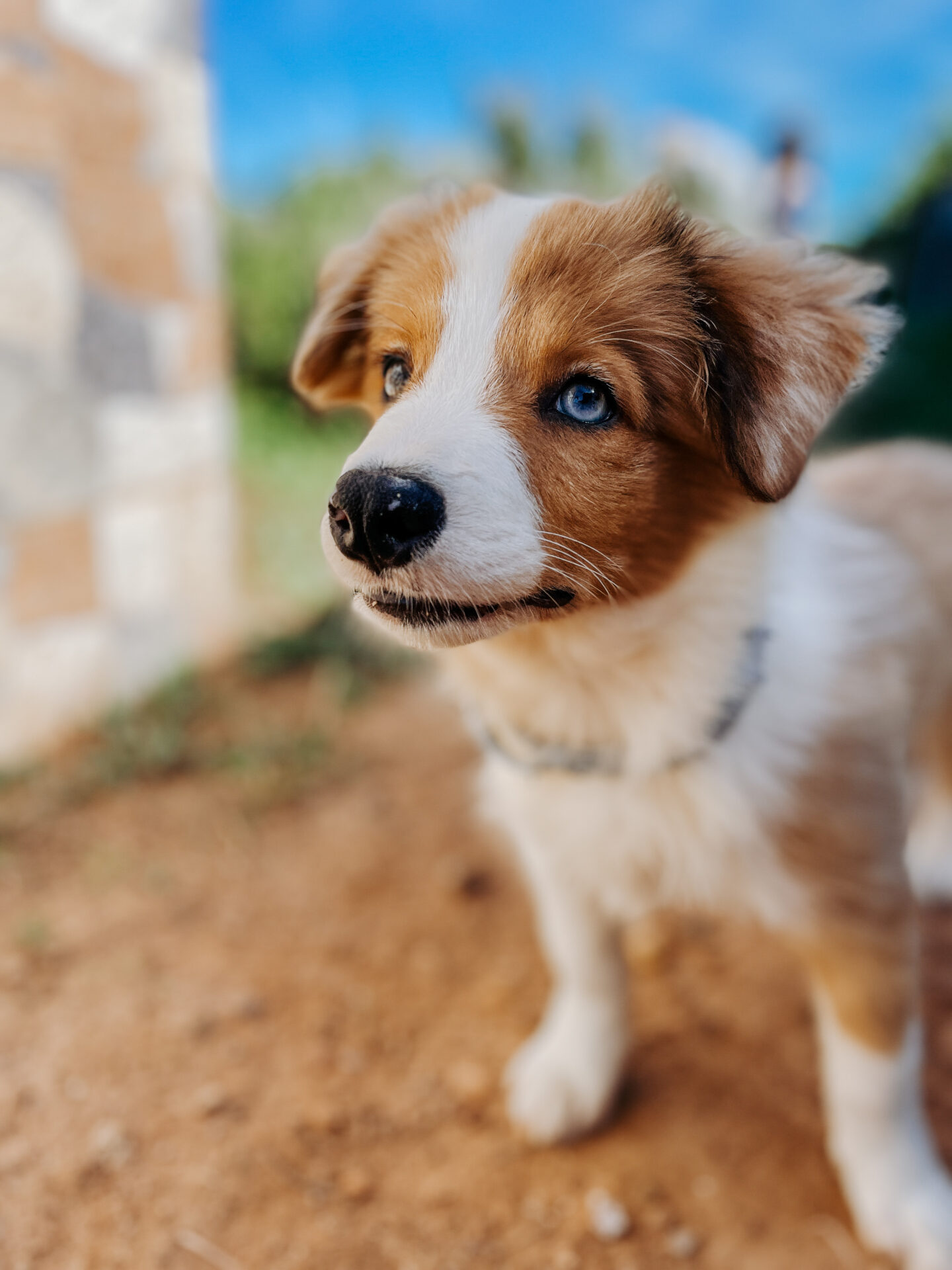 Siena cachorrita