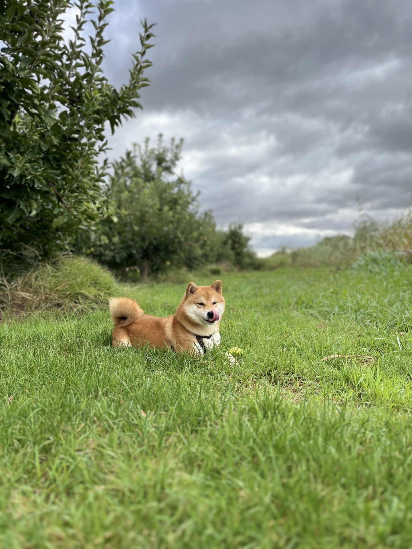 Teo en un campito de hierba verde