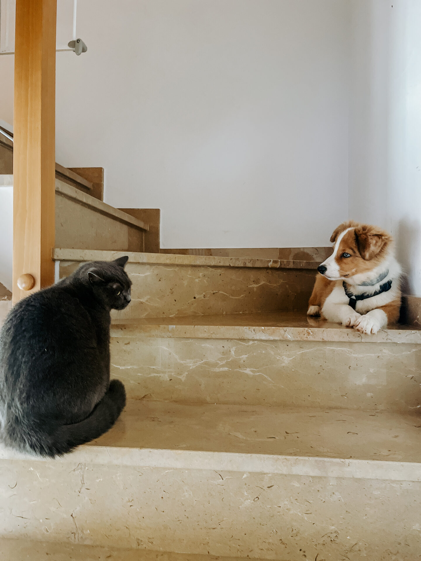 Siena en las escaleras con el gato