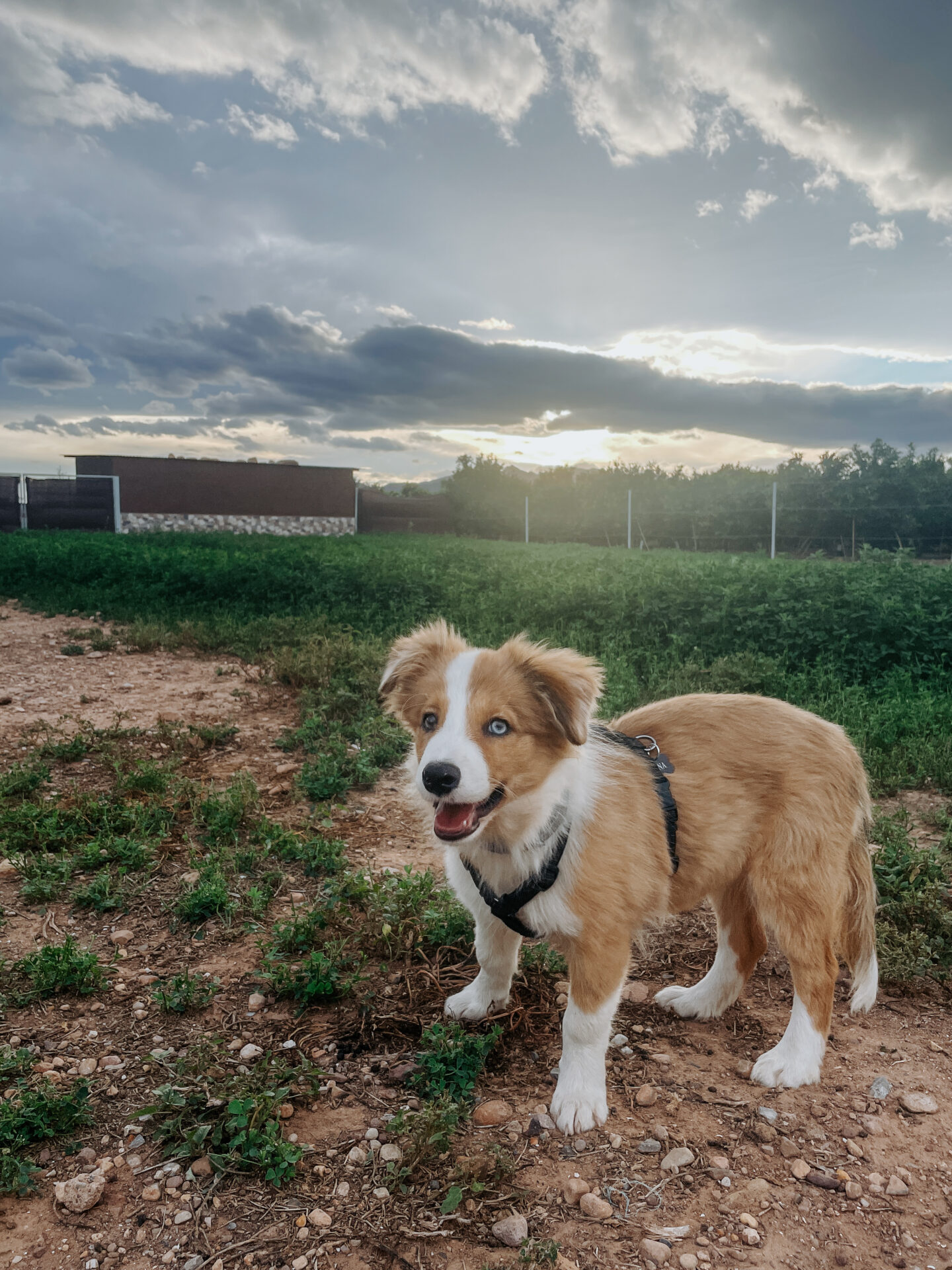 Siena en un paseo