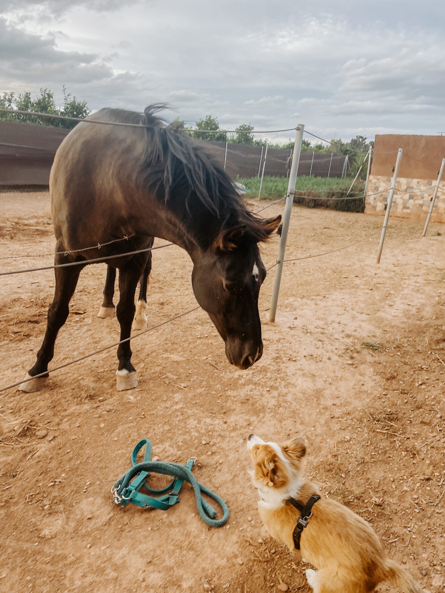 Siena con el caballo