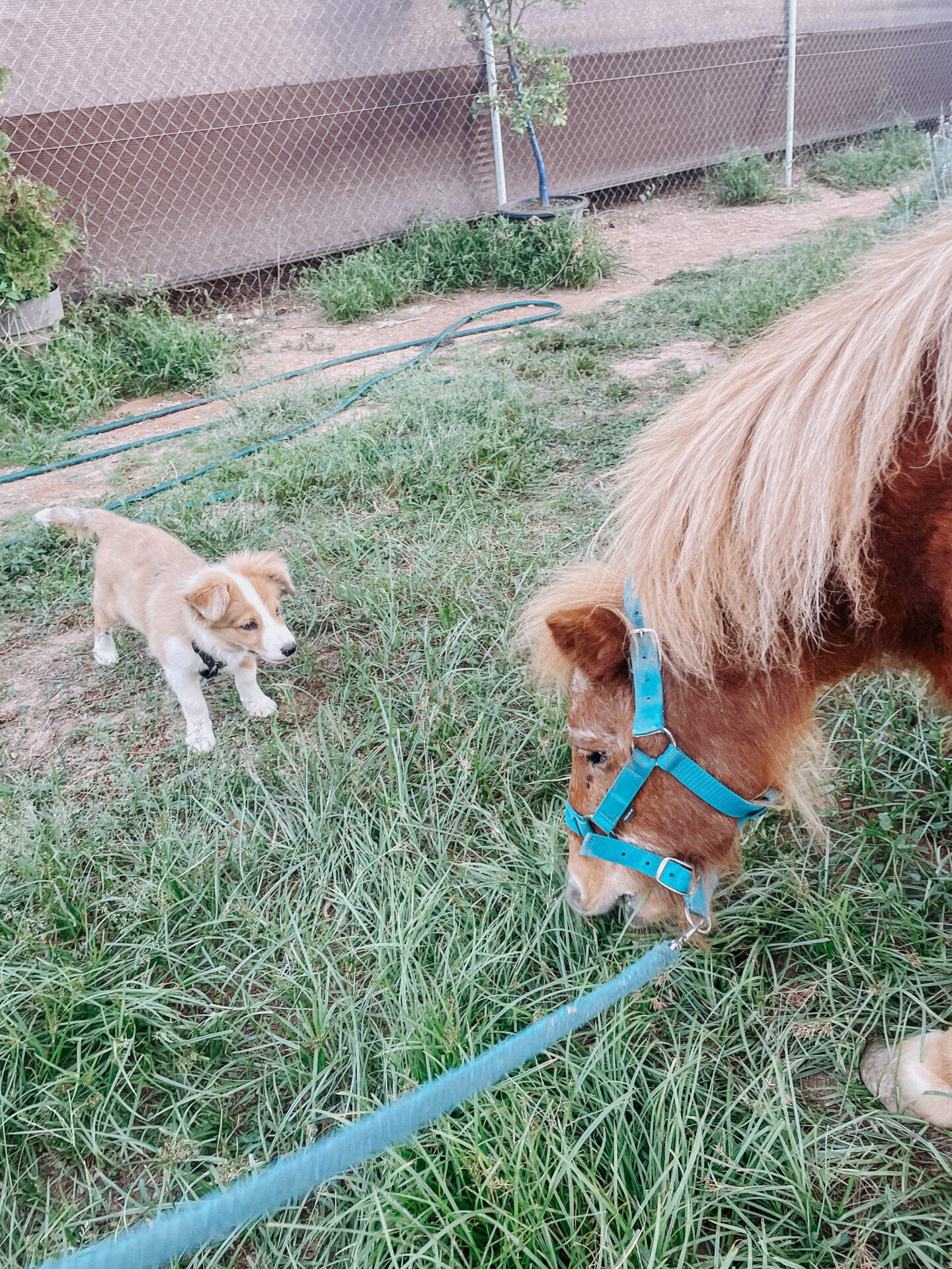 Siena con el pony