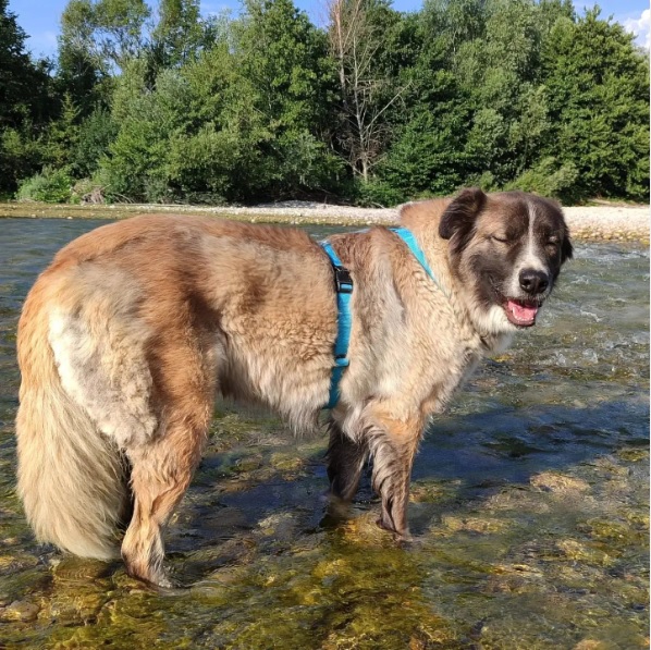 Lúa disfrutando de un buen paseo por el río