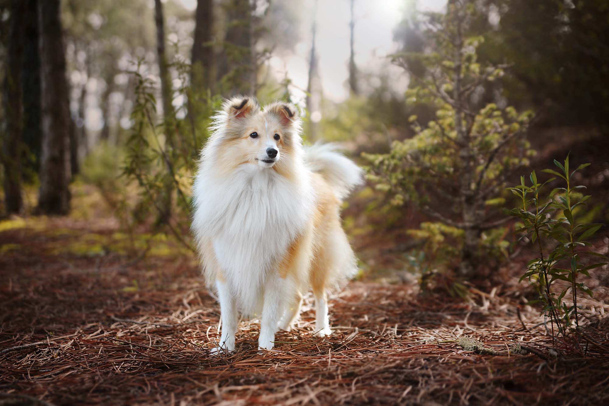 Ipar en un paseo por el bosque