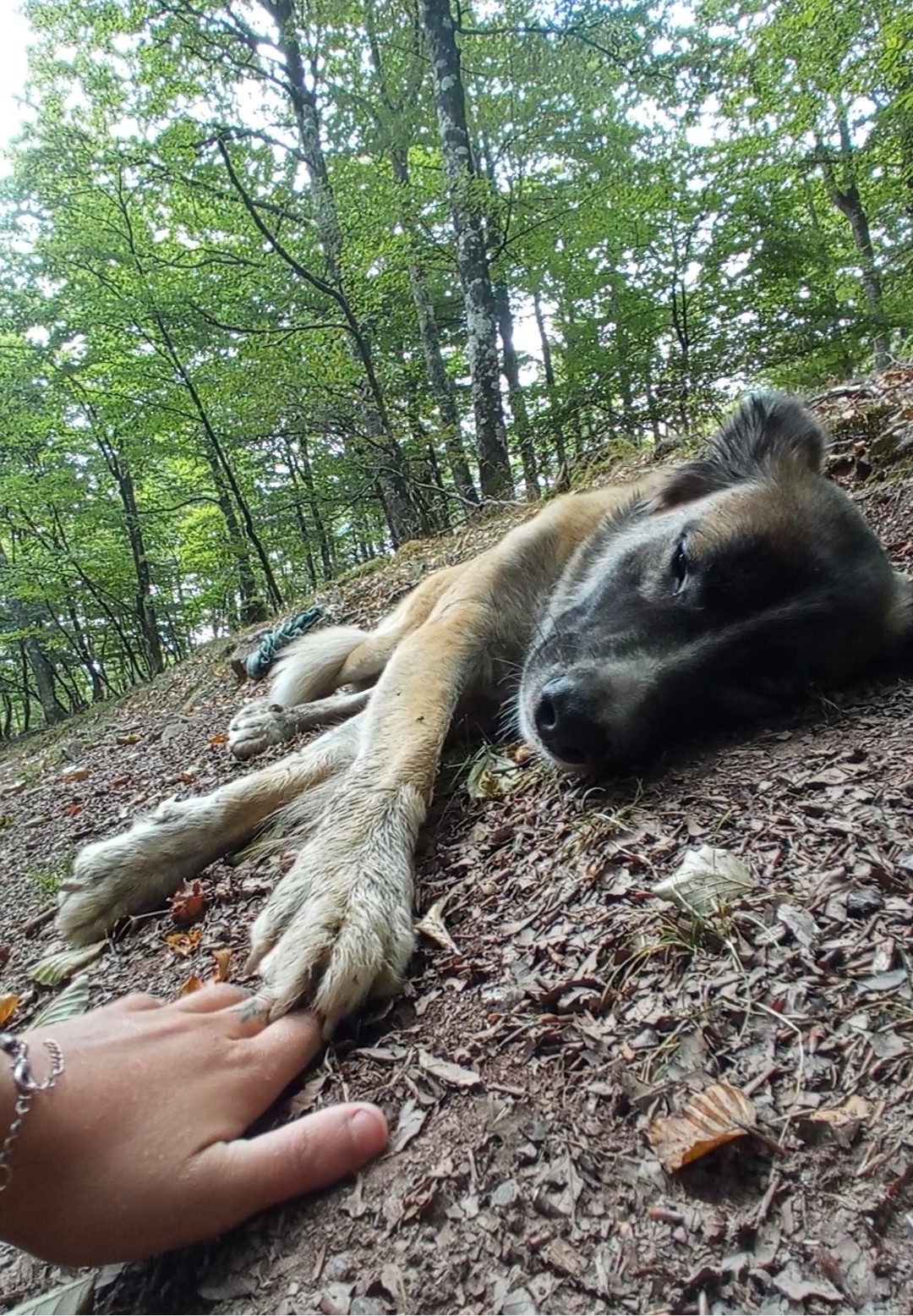 Lúa tumbada en el bosque tocando la mano de María