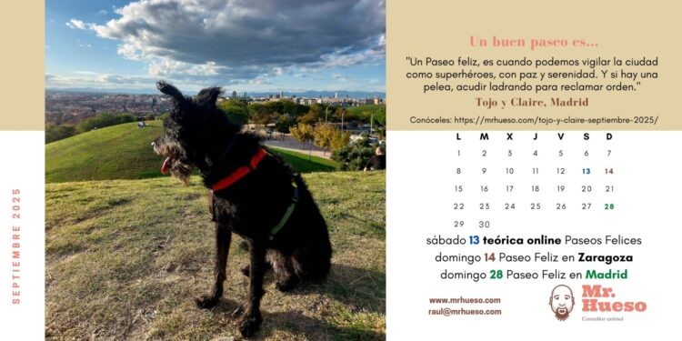 Tojo paseando en una cima, protagonista del mes de septiembre en el Calendario Mr. Hueso 2025