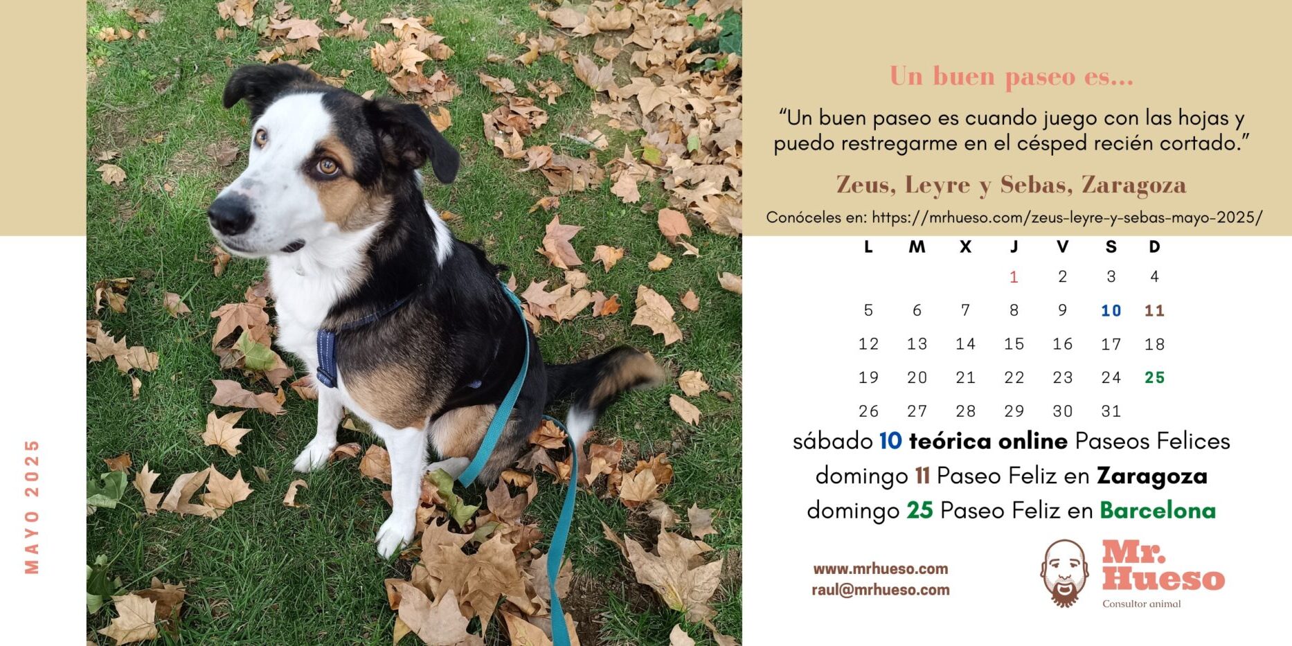 Zeus, mestizo de border collie, entre hojas otoñales