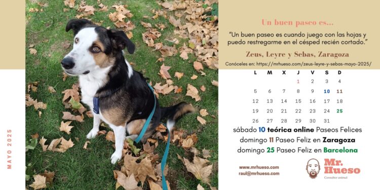 Zeus, mestizo de border collie, entre hojas otoñales