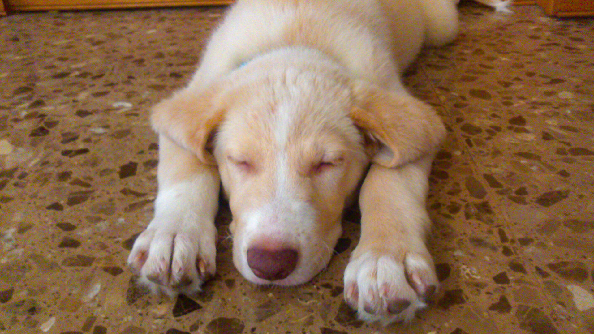 Cachorrito durmiendo tumbado en las frescas baldosas del suelo