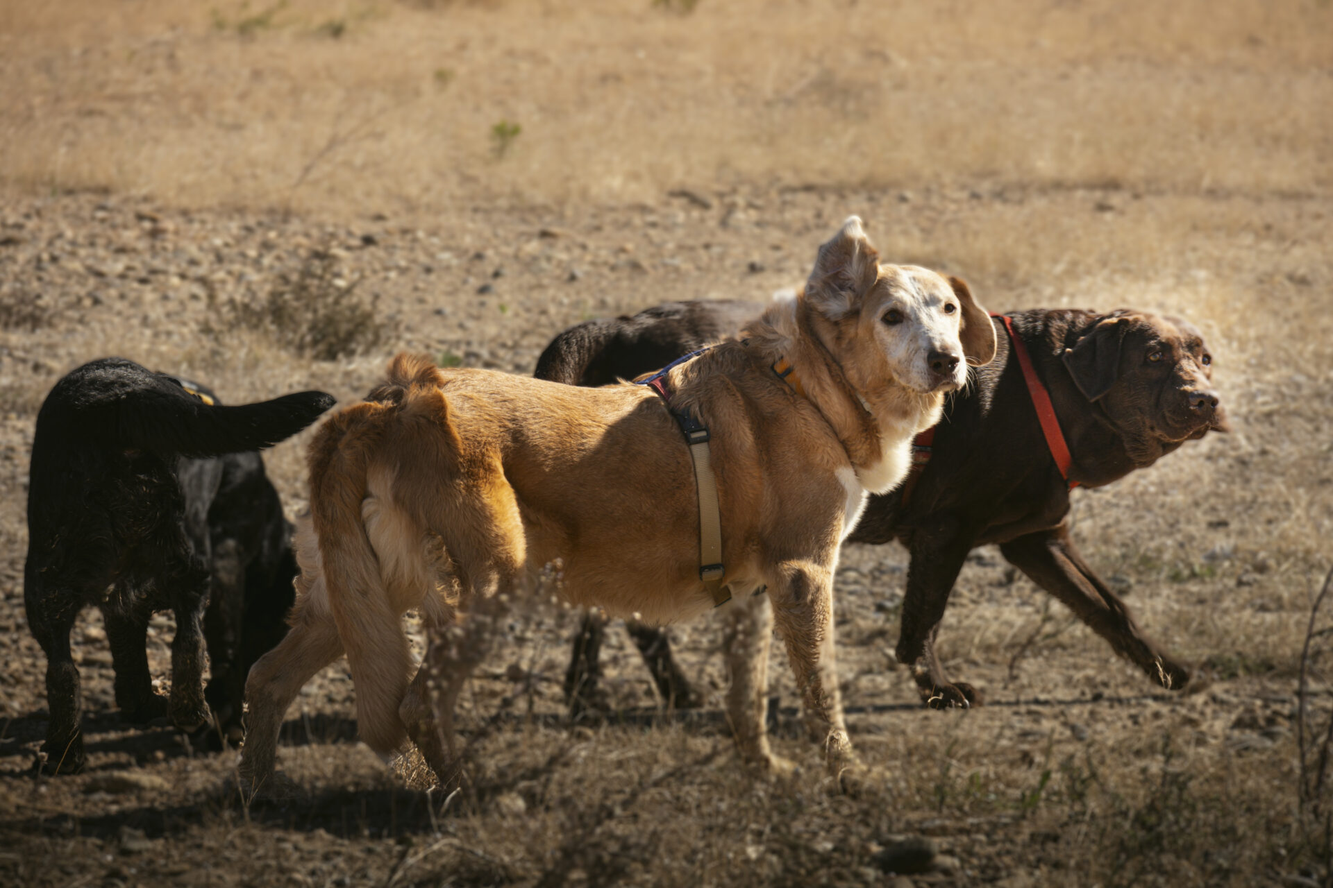 Bady paseando con Pecay Cuca