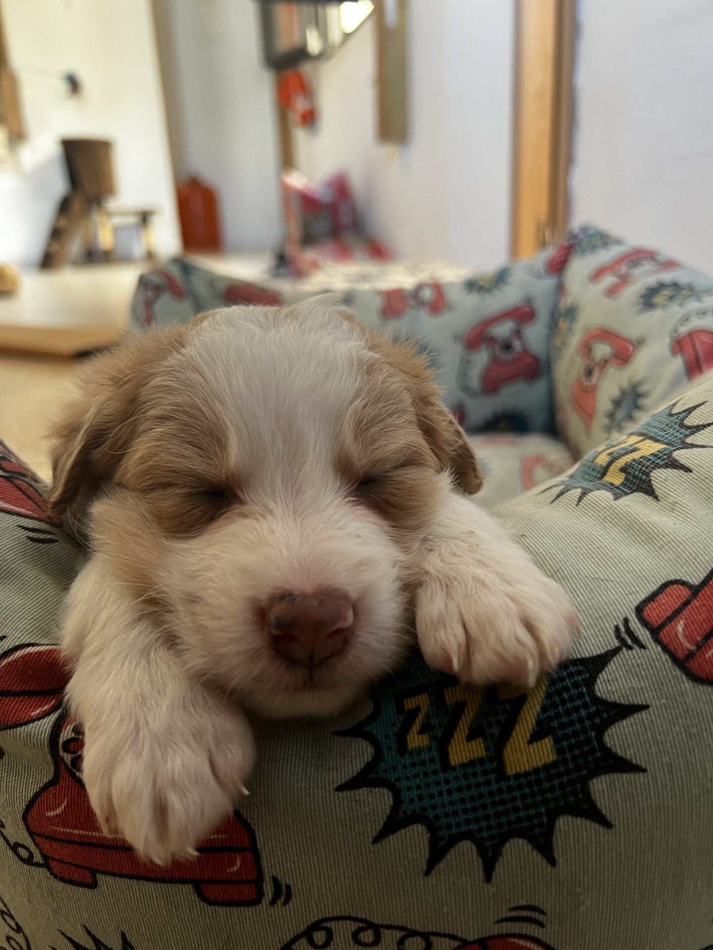 Cachorrita durmiendo en su camita