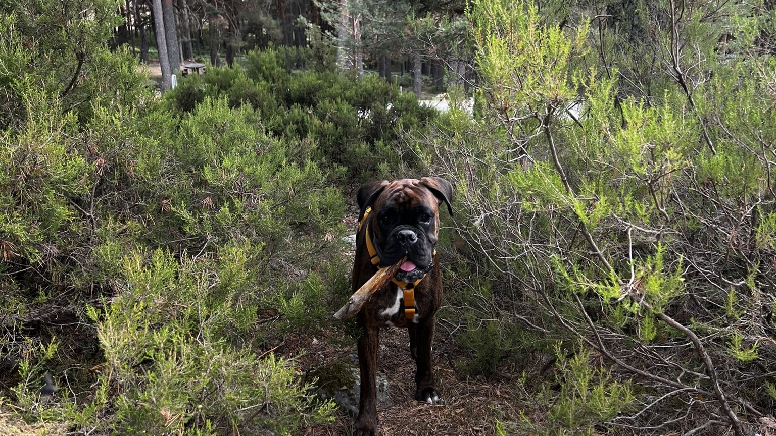 Furia paseando por la montaña con un palo en la boca